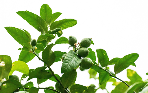 Young lemons  from Chrome web store to be run with OffiDocs Chromium online