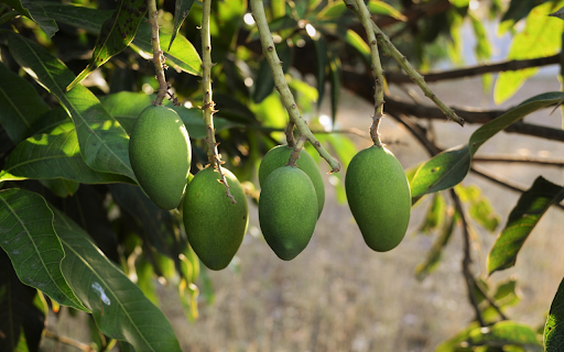 Young mango bunches  from Chrome web store to be run with OffiDocs Chromium online Young mango bunches  from Chrome web store to be run with OffiDocs Chromium online