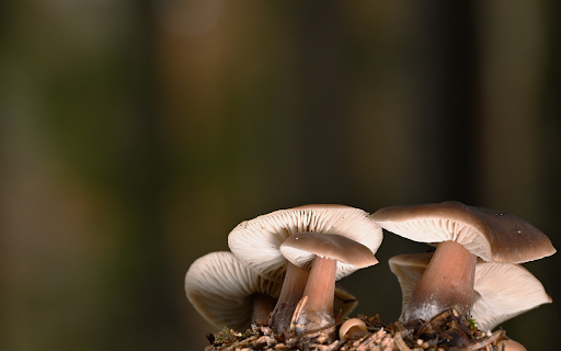 young mushroom bush  from Chrome web store to be run with OffiDocs Chromium online
