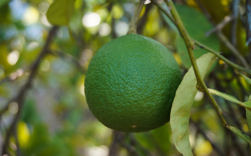 Young orange fruit  from Chrome web store to be run with OffiDocs Chromium online