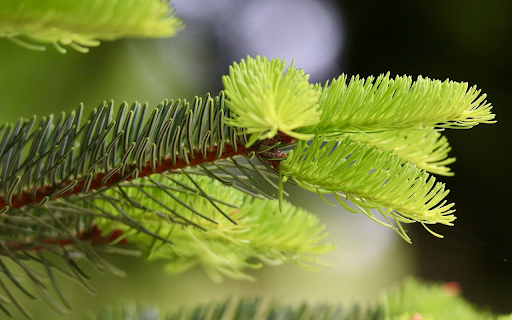 Young pine branches  from Chrome web store to be run with OffiDocs Chromium online
