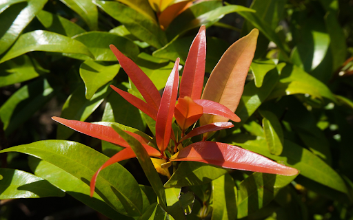 Young red leaves  from Chrome web store to be run with OffiDocs Chromium online