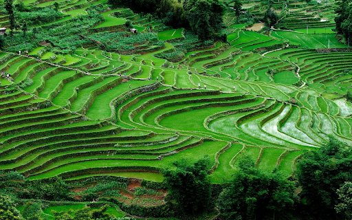 Young rice fields  from Chrome web store to be run with OffiDocs Chromium online