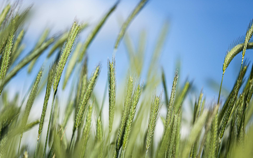 Young Rice Flower  from Chrome web store to be run with OffiDocs Chromium online