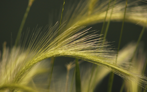 young rice flowers  from Chrome web store to be run with OffiDocs Chromium online
