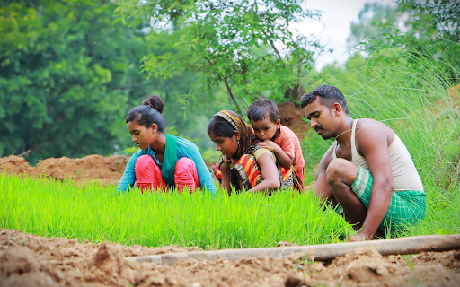Young rice seedlings and small family  from Chrome web store to be run with OffiDocs Chromium online