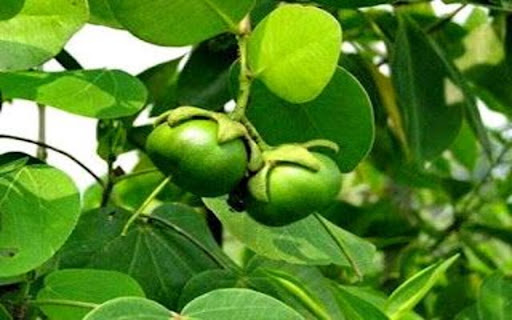 young tamarind fruit wallpaper  from Chrome web store to be run with OffiDocs Chromium online