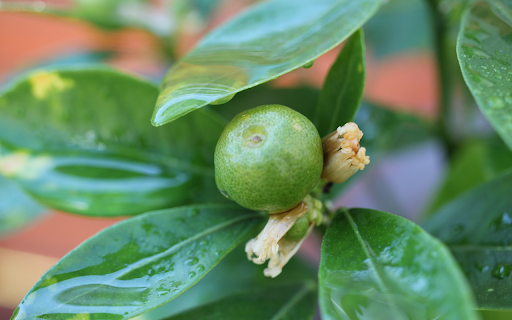 Young tangerines  from Chrome web store to be run with OffiDocs Chromium online