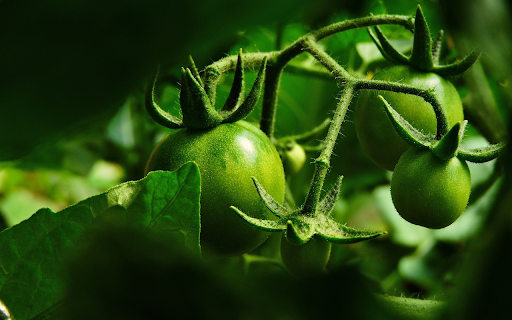 Young tomatoes  from Chrome web store to be run with OffiDocs Chromium online