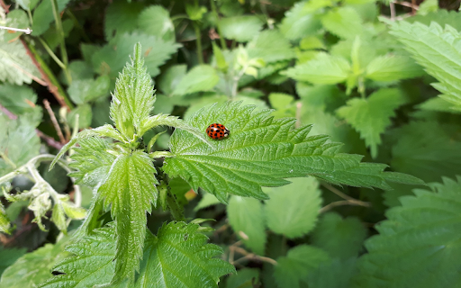 Young tree and beetle  from Chrome web store to be run with OffiDocs Chromium online