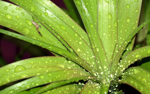 Young tree tops  from Chrome web store to be run with OffiDocs Chromium online