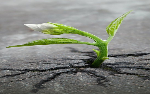 Young tree wallpaper  from Chrome web store to be run with OffiDocs Chromium online