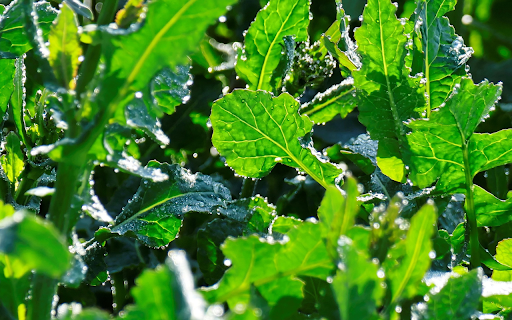 Young vegetable garden  from Chrome web store to be run with OffiDocs Chromium online
