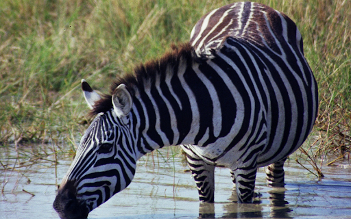 Zebra and big belly  from Chrome web store to be run with OffiDocs Chromium online