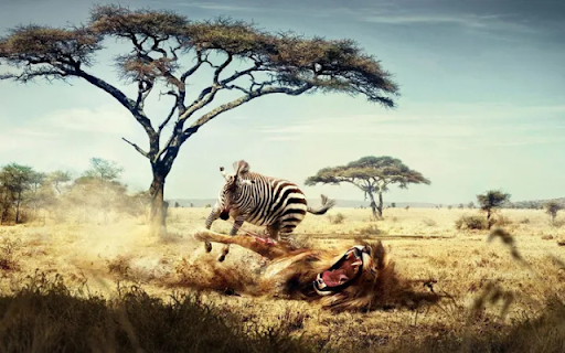 Zebra and Lion: A Battle of Speed and Strength  from Chrome web store to be run with OffiDocs Chromium online