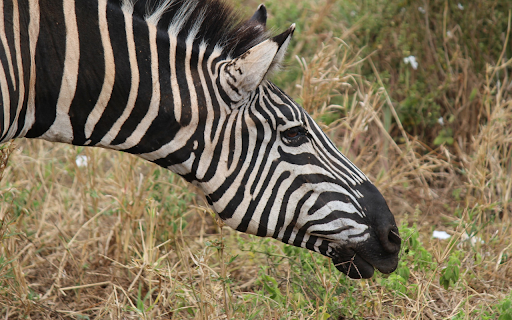 Zebra and the hayfield  from Chrome web store to be run with OffiDocs Chromium online