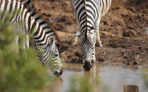 Zebra drinking water  from Chrome web store to be run with OffiDocs Chromium online