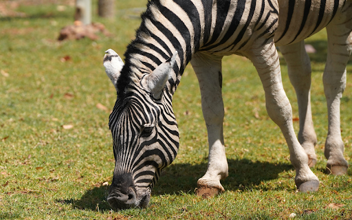 Zebra on the grassland  from Chrome web store to be run with OffiDocs Chromium online