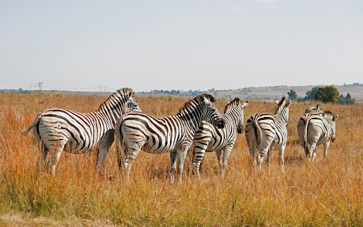 Zebras in the Savannah  from Chrome web store to be run with OffiDocs Chromium online