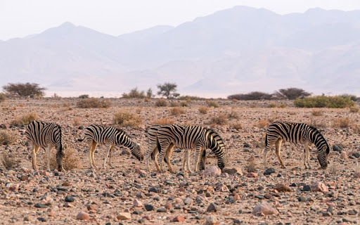 Zebra Theme  from Chrome web store to be run with OffiDocs Chromium online