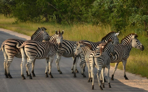 Zebra: The Striped Beauty of the Savannah  from Chrome web store to be run with OffiDocs Chromium online