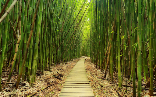 Zen Bamboo Forest  from Chrome web store to be run with OffiDocs Chromium online