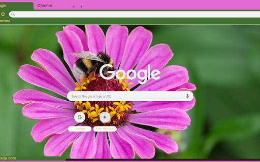 Zinnia Elegans  from Chrome web store to be run with OffiDocs Chromium online