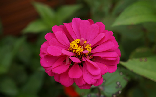 Zinnia flower growing in garden  from Chrome web store to be run with OffiDocs Chromium online
