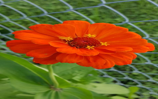 Zinnia Flower Wallpaper  from Chrome web store to be run with OffiDocs Chromium online