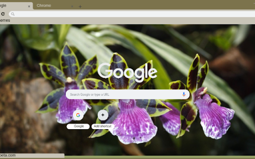 Zygopetalum  from Chrome web store to be run with OffiDocs Chromium online