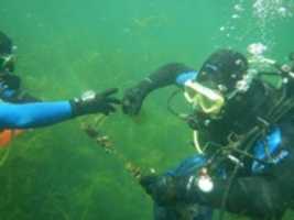 Free download scuba-cleanup-2 free photo or picture to be edited with GIMP online image editor