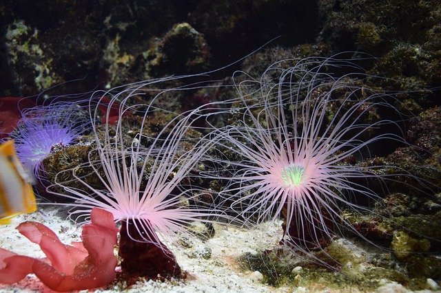 Descarga gratuita Sea Anemone Aquarium Anemones - foto o imagen gratuita para editar con el editor de imágenes en línea GIMP