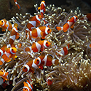 Sea anemones playing among the coral reefs  screen for extension Chrome web store in OffiDocs Chromium