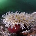 sea ​​anemone wallpaper  screen for extension Chrome web store in OffiDocs Chromium