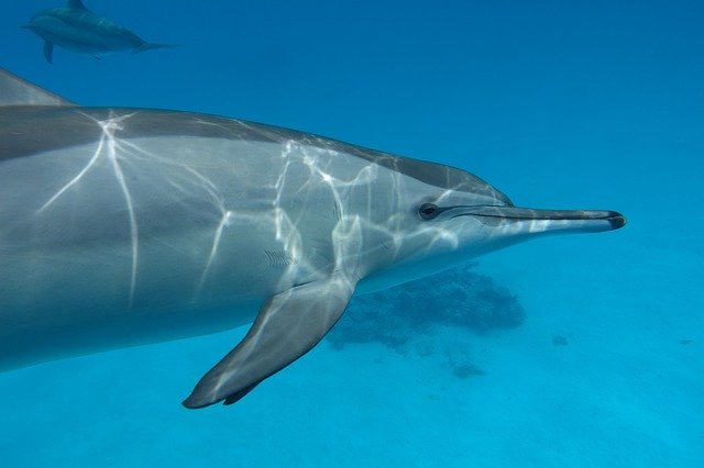 Download gratuito Animali marini - foto o immagine gratis da modificare con l'editor di immagini online di GIMP