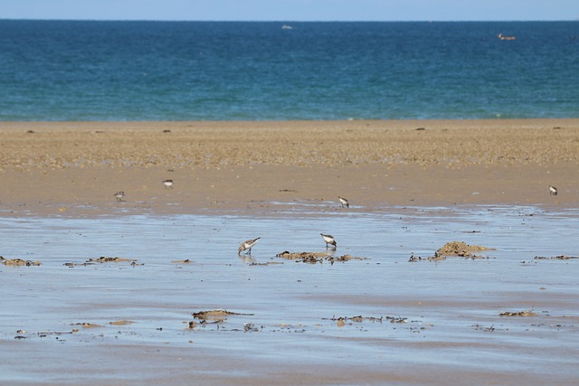Free download sea beach bird littoral free picture to be edited with GIMP free online image editor