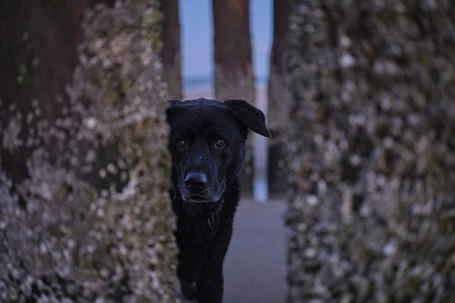 Free download sea beach dog pet black dog free picture to be edited with GIMP free online image editor