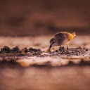 Sea bird  screen for extension Chrome web store in OffiDocs Chromium