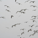 Seabird flock  screen for extension Chrome web store in OffiDocs Chromium