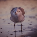 Seabird foraging  screen for extension Chrome web store in OffiDocs Chromium