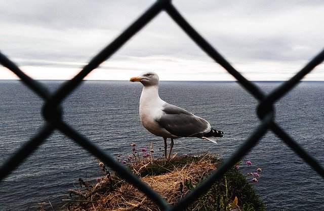 Descărcare gratuită Sea Bird On - fotografie sau imagine gratuită pentru a fi editată cu editorul de imagini online GIMP