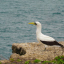 Seabird on the rock  screen for extension Chrome web store in OffiDocs Chromium