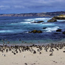 Seabirds  screen for extension Chrome web store in OffiDocs Chromium
