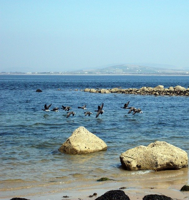 Free download Sea Birds Beach -  free photo or picture to be edited with GIMP online image editor