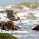 Seabirds catch fish  screen for extension Chrome web store in OffiDocs Chromium