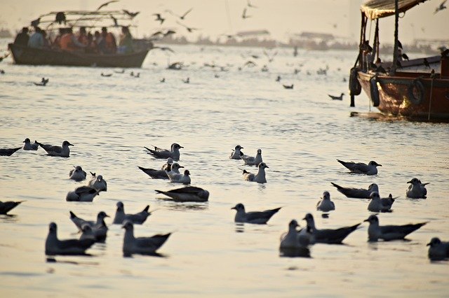 Free download Seabirds Ganges Seagulls -  free photo or picture to be edited with GIMP online image editor