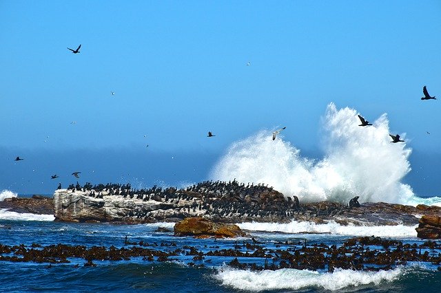 海の鳥の風景を無料ダウンロード - GIMP オンライン画像エディターで編集できる無料の写真または画像
