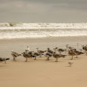 Seabirds on the Sand  screen for extension Chrome web store in OffiDocs Chromium