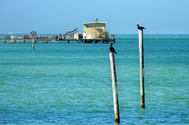 Descărcare gratuită Sea Birds Pontoon - fotografie sau imagini gratuite pentru a fi editate cu editorul de imagini online GIMP