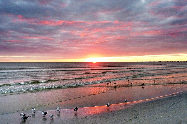 Bezpłatne pobieranie Sea Birds Twilight - bezpłatne zdjęcie lub obraz do edycji za pomocą internetowego edytora obrazów GIMP